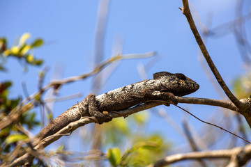 Petter's Chameleon, Furcifer Petteri is relatively abundant in the coastal areas of northern Madagascar