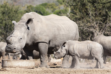 Dehorned white rhino (Ceratotherium simum) with calf, Mauricedale game ranch, Mpumalanga