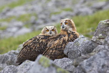 European eagle owl chicks (Bubo bubo), captive