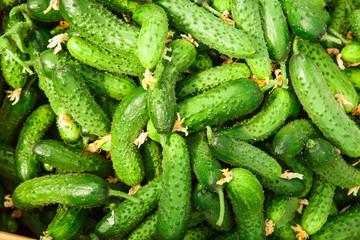 Pile of fresh green cucumber