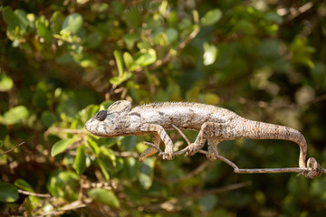 Petter's Chameleon, Furcifer Petteri is relatively abundant in the coastal areas of northern Madagascar