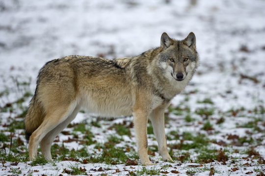 Gray wolf (grey wolf), Canis lupus, Wildlife Preserve, Rheinhardswald, Germany