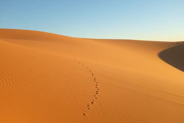 Fototapeta na wymiar Sand Dune with Animal Tracks in the Morning