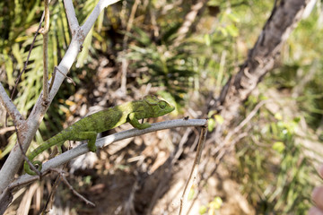 Naklejka na ściany i meble Petter's Chameleon, Furcifer Petteri is relatively abundant in the coastal areas of northern Madagascar
