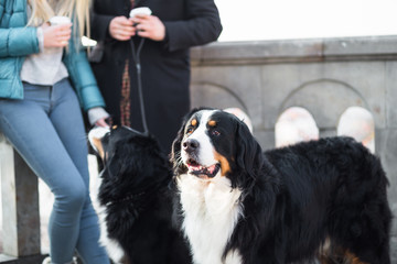 Young couple enjoying with their adorable Bernese Mountain dogs and holding coffee to go in hands. 