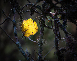 Yellow leaf and branches