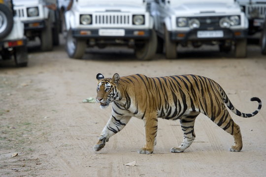 Female Indian tiger (Bengal tiger) (Panthera tigris tigris), Bandhavgarh National Park, Madhya Pradesh state