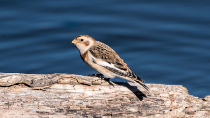 Snow Bunting Perched on a Log