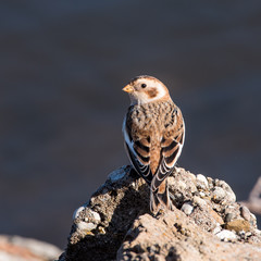 Snow Bunting Perched on a Rock