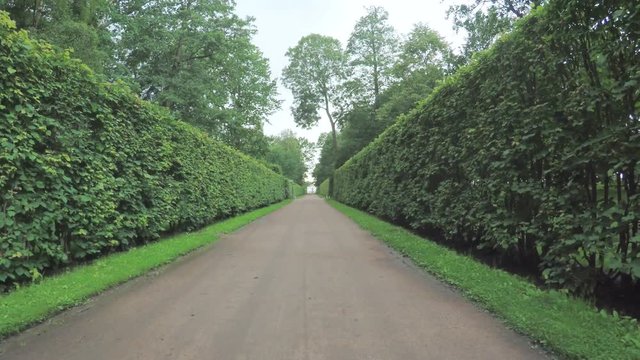 Alley in the Park in Peterhof