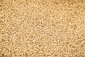 Wheat grain dry