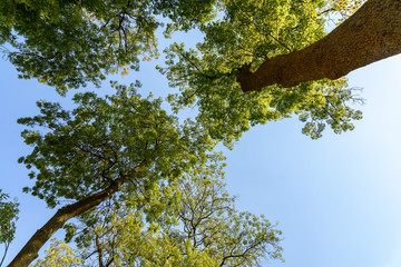 Green Forest Trees On Blue Sky Background