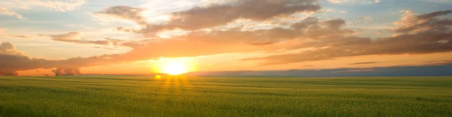 Keuken spatwand met foto Beautiful landscape at sunset. Green wheat field at sunset, border design panoramic banner © ruslan_khismatov