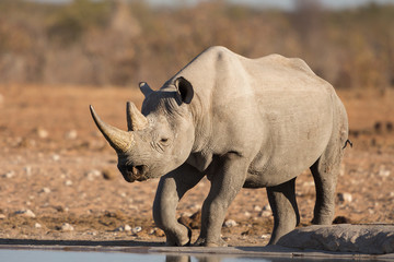 Fototapeta premium Black rhino, Etosha National Park, Namibia