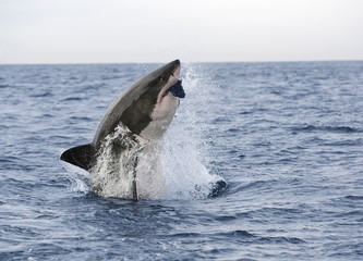 Great white shark (Carcharodon carcharias), breaching to decoy, Seal Island, False Bay, Cape Town