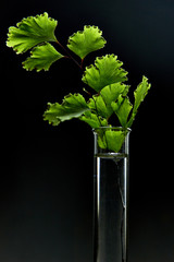 Obraz premium Plant in test tube