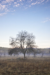Obraz na płótnie Canvas Morning on the field with fog