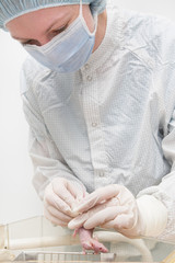 laboratory mouse in hands