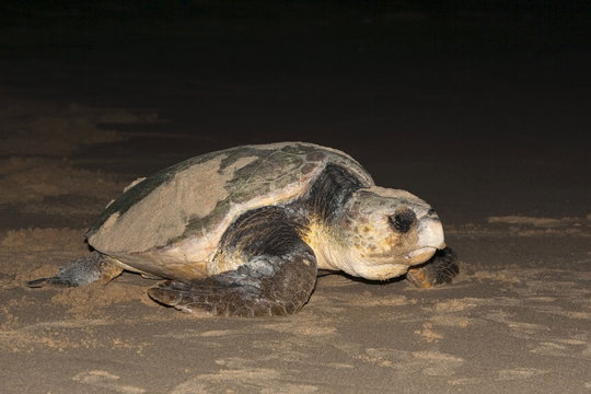 Loggerhead Turtle (Caretta Caretta), Moving From Nest To Sea At Night, Banga Nek, Kwazulu Natal