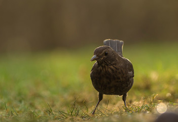 Amsel