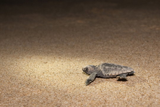 Loggerhead turtle (Caretta caretta) hatchling, moving from nest to sea at night, Banga Nek, Kwazulu Natal