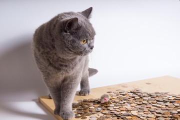 Деньги не главное для котов