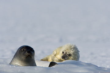 Ringed seal (Phoca hispida) with pup, Billefjord, Svalbard, Spitzbergen, Arctic