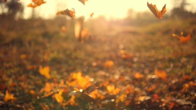 Autumn leaves falling in slow motion and sun shining through fall leaves. Beautiful landscape background