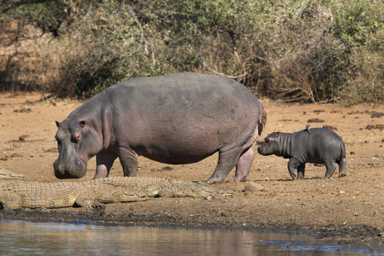 Hippopotamus (Hippopotamus amphibius) with calf, Kruger National Park, Mpumalanga