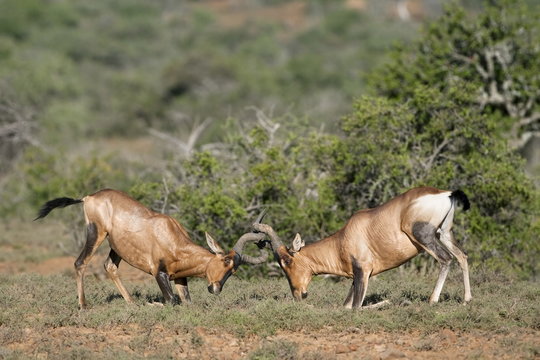 Red hartebeest (Alcelaphus buselaphus), males fighting, Samara private game reserve, Eastern Cape
