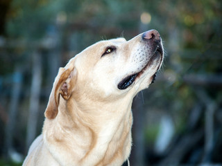 Labrador retriever smelling the air