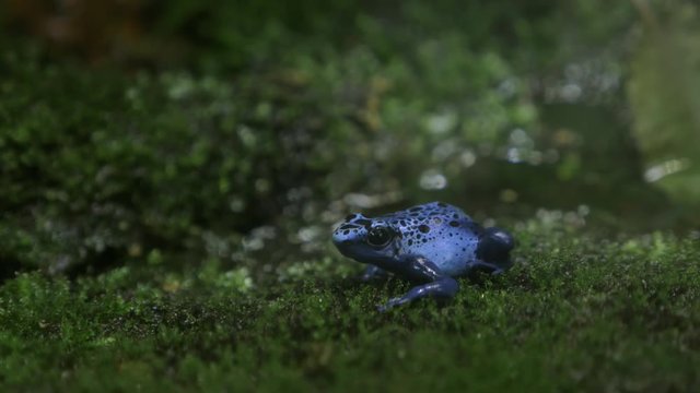 Close-up shot blue poison arrow frog in green terrarium. Species has toxin located in the skin