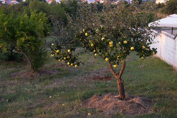 Fresh ripe green apples on the tree in summer sunset garden.