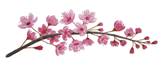 Pink sakura branch blossom painted with watercolor   © E.Ruban