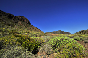 canaries gomera