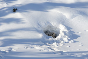 Polar bear (Ursus maritimus) cubs looking out of the den, Wapusk National Park, Churchill, Hudson Bay, Manitoba, Canada