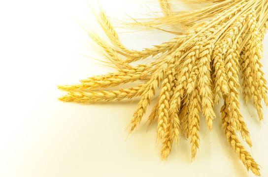 Ears of wheat