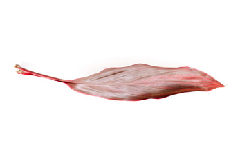 lone red leaf isolated on white. flat lay