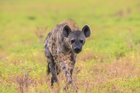 Spotted hyena (Crocuta crocuta), Kgalagadi Transfrontier Park, Northern Cape