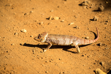 Malagasy giant chameleon, Furcifer oustaleti one of the largest Chameleons, grow up to 70 cm, reservation Ankarana, Madagascar