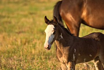 Fototapeta premium Criollo foal on a field in Argentina