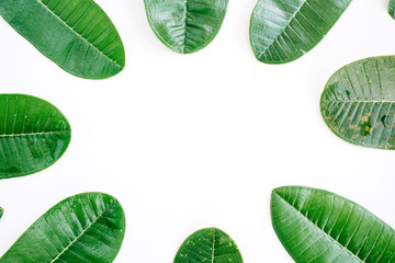 topical green leaf frame on white background. flat lay, top view