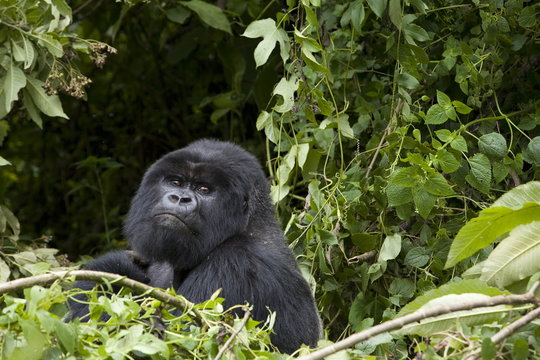 Silverback, Mountain gorilla (Gorilla gorilla beringei), Rwanda (Congo border)