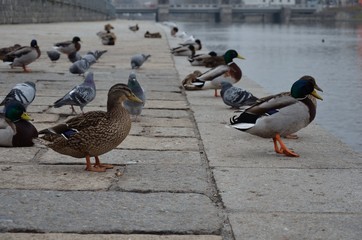 ducks and pigeons