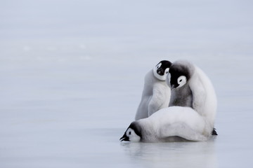 Emperor penguin chicks (Aptenodytes forsteri), Snow Hill Island, Weddell Sea, Antarctica