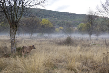 Cows in a meadow during a foggy dawn