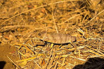 Malagasy giant chameleon, Furcifer oustaleti one of the largest Chameleons, grow up to 70 cm, reservation Ankarana, Madagascar