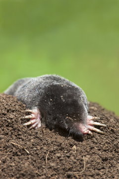 European mole (Talpa europea), controlled