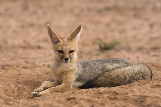 Cape fox (Vulpes chama), Kgalagadi Transfrontier Park, Northern Cape