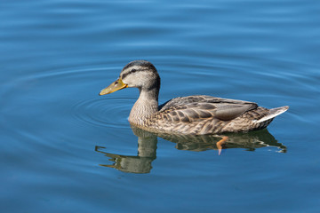 Fototapeta premium Duck swimming in calm water on a sunny day